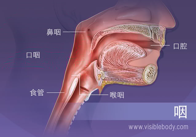 咽的结构： 鼻咽、口咽和喉咽
